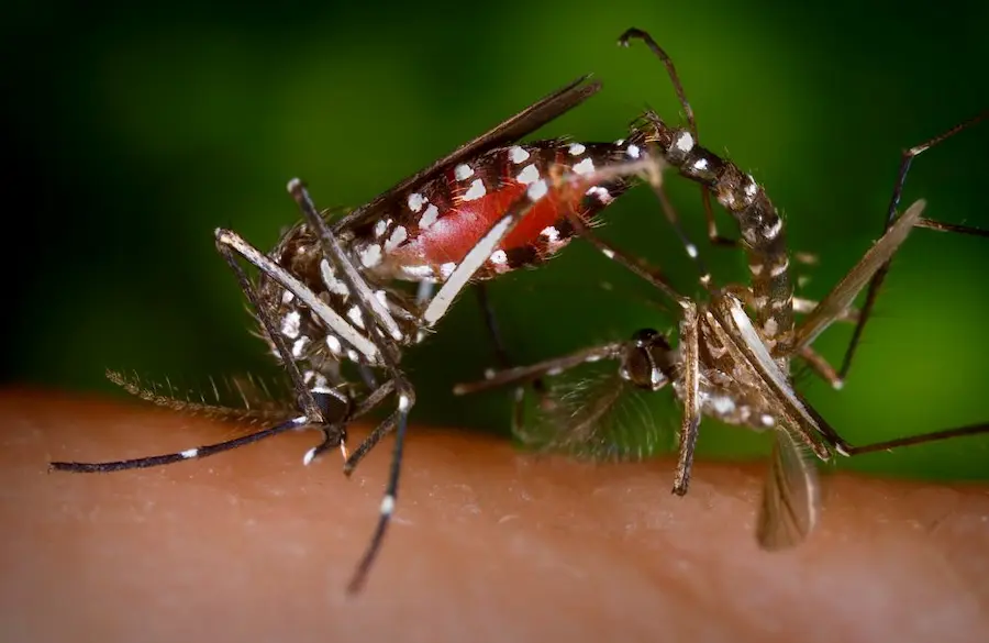 dengue