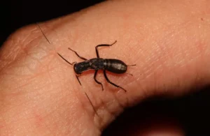 dengue