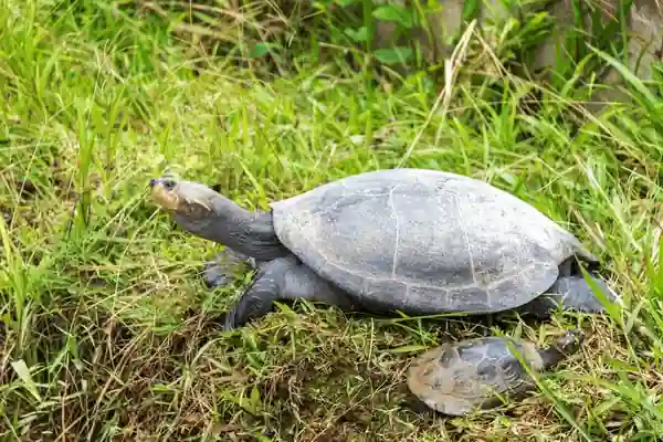 Fauna de Iquitos