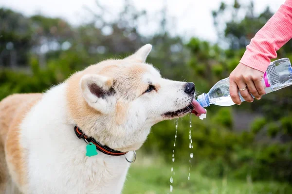 3 Lugares para viajar con mascotas fuera de Chile