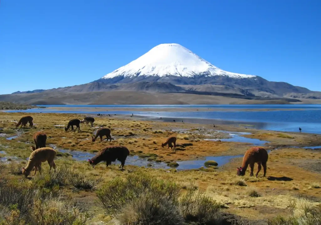 Arica y Parinacota