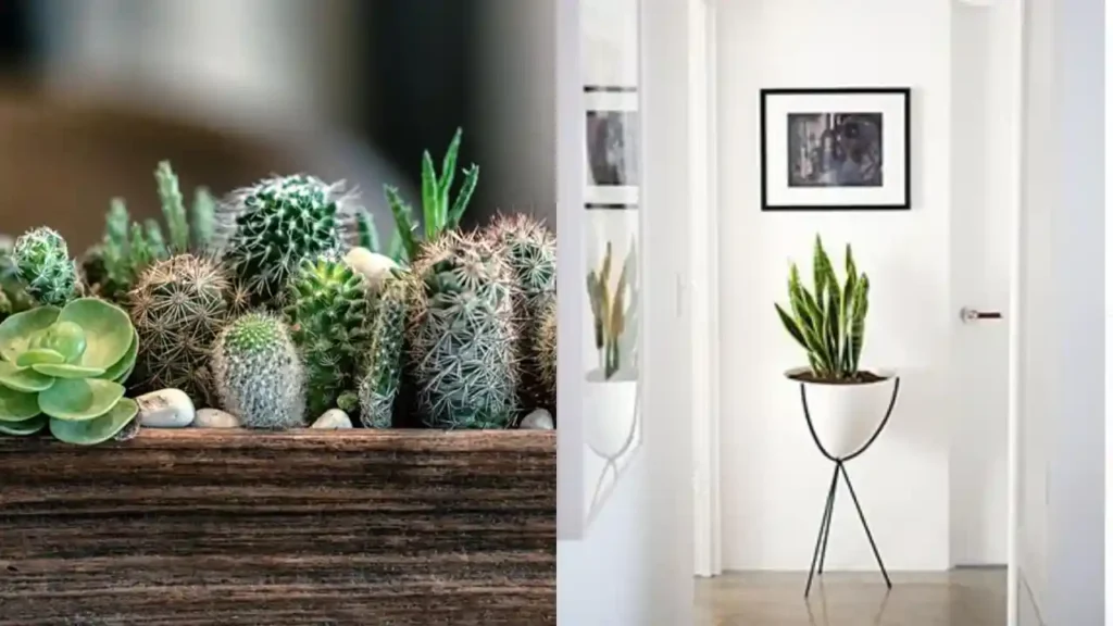 Plantas pequeñas que aportan frescura y vida
