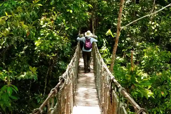 Jungle experience