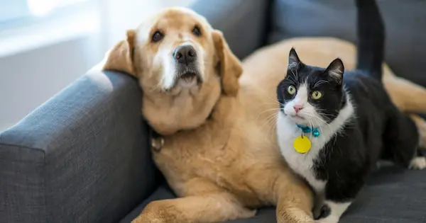 cuidado de animales de compañía
