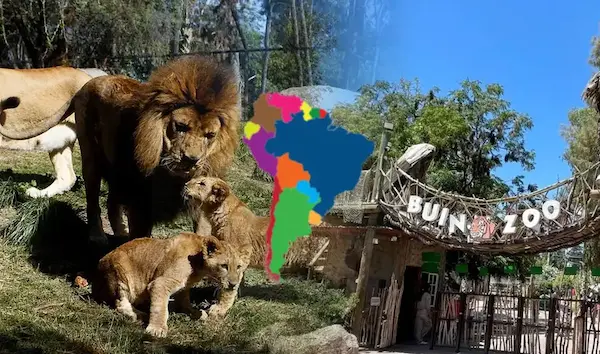 especies animales del zoológico buin zoo
