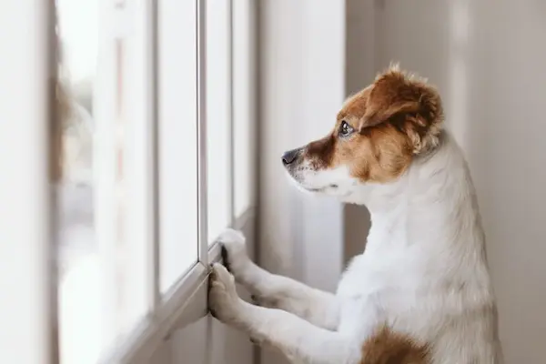 animales solos en casa