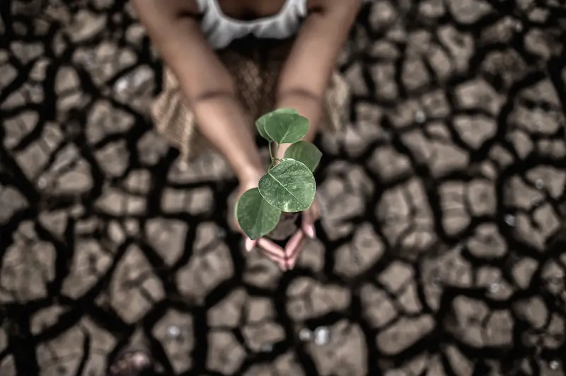 Impacto ambiental del papel higiénico frente a alternativas sostenibles en Chile