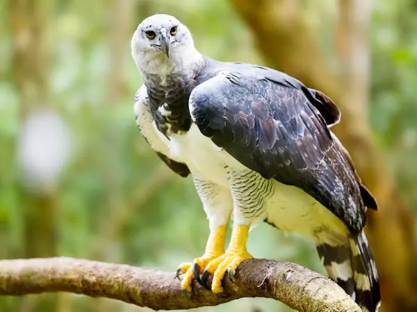 águila harpía ave rapaz poderosa selva garras fuertes