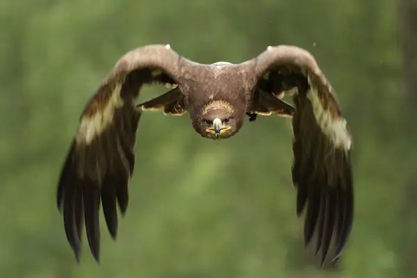 aves más grandes del mundo águila real montaña depredador aéreo