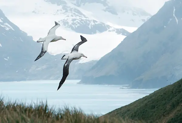 aves más grandes del mundo albatros viajero vuelo océano envergadura