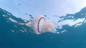cuál es el animal mas venenoso del mundo avispa de mar océano peligro