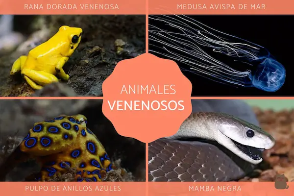 cuál es el animal mas venenoso del mundo comparación serpientes ranas venenosas pulpo azul