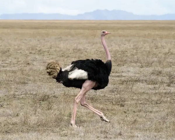 aves más grandes del mundo avestruz ave terrestre gigante África velocidad