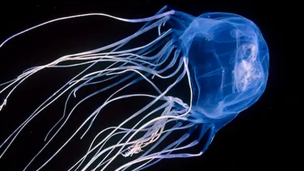 cuál es el animal mas venenoso del mundo medusa caja veneno letal