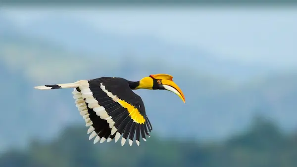 buceró gigante ave tropical gran pico selva