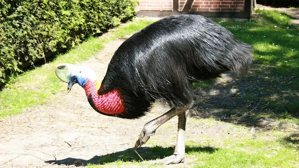 aves más grandes del mundo casuario ave peligrosa selva tropical