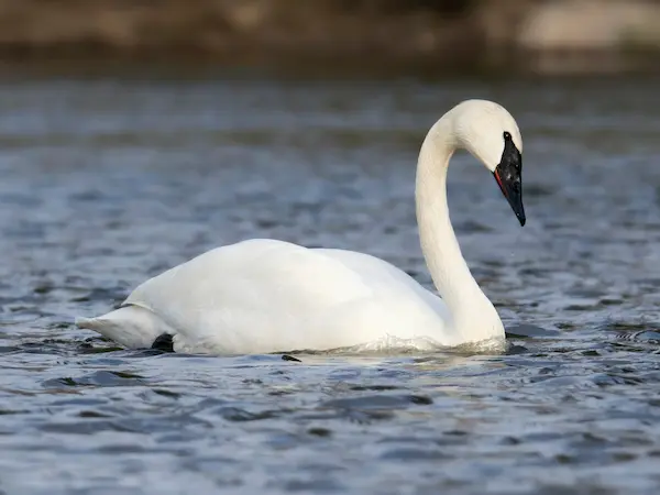 aves más grandes del mundo cisne trompetero ave acuática pesada