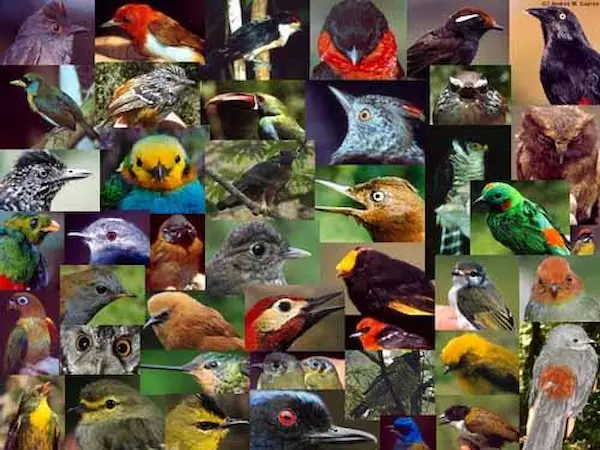 aves más grandes del mundo resumen diversidad naturaleza conservación ecosistemas