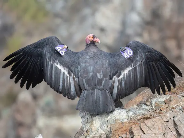 cóndor de California ave grande Norteamérica conservación vuelo