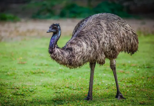 aves más grandes del mundo emú Australia ave grande terrestre