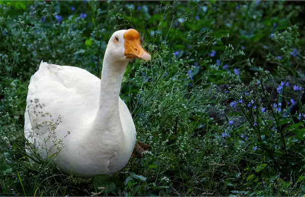 aves más grandes del mundo ganso cisne ave migratoria grande