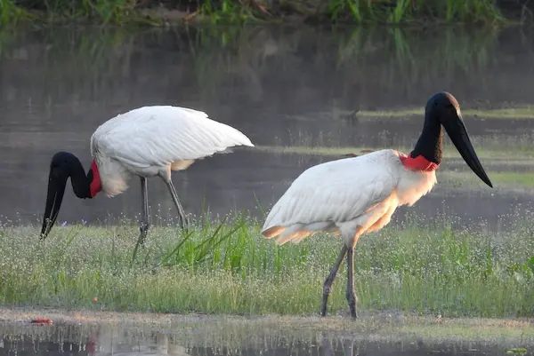 aves más grandes del mundo jabirú cigüeña gigante humedales