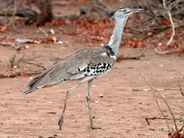 kori bustard ave pesada África terrestre grande