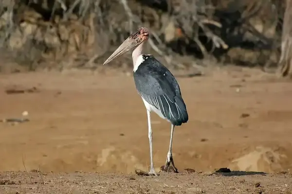 marabú africano ave carroñera grande África ecosistema