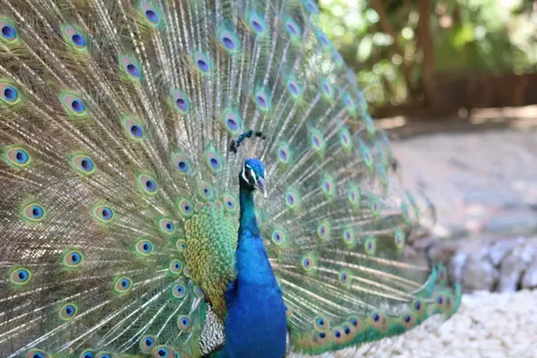 aves más grandes del mundo pavo real plumaje colorido ave grande