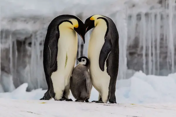aves más grandes del mundo pingüino emperador Antártida frío extremo
