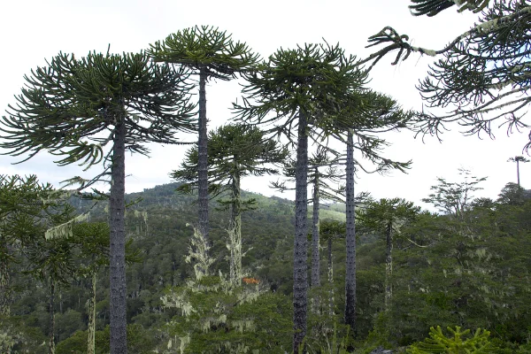 Bosque de araucarias en el Parque Nacional Nahuelbuta