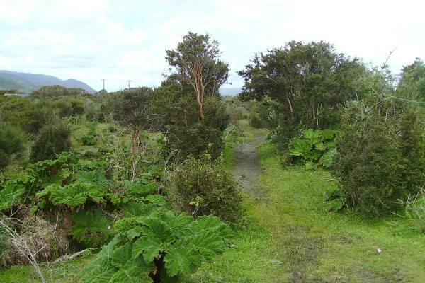 Sendero entre el bosque del Parque Nacional Chiloé