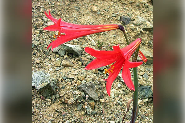 Flor de añañuca en el norte de Chile