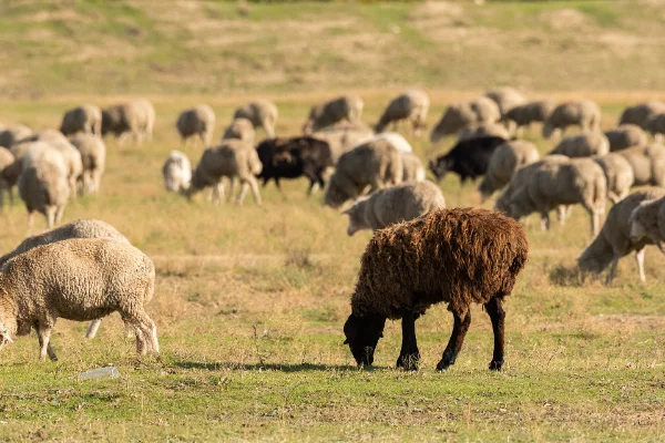 Oveja negra pastando junto a un rebaño en el campo