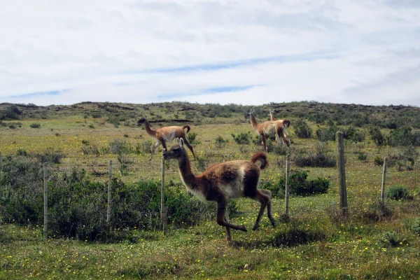 Guanaco corriendo en la estepa de Tierra del Fuego